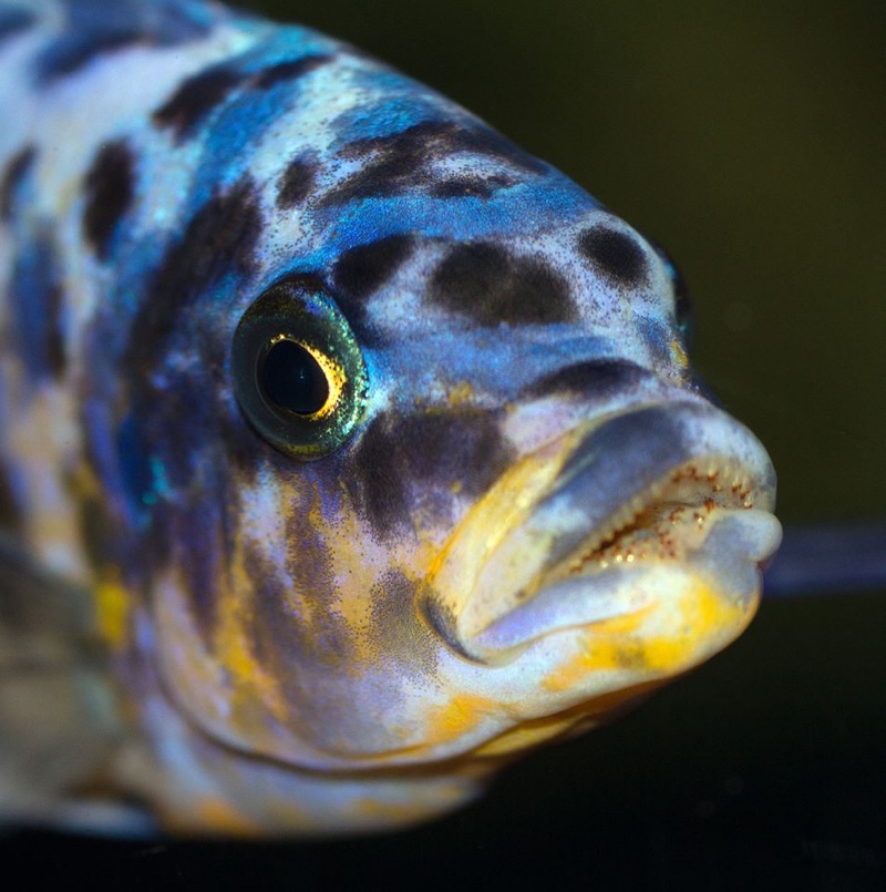 Maylandia fainzilberi 'Lupingu'